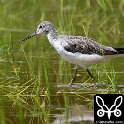 アオアシシギ夏羽から冬羽へ。