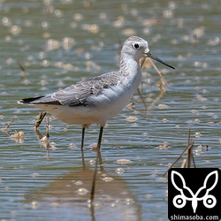 コアオアシシギほぼ冬羽。