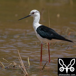 セイタカシギ成鳥オス。