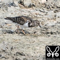 キョウジョシギのメス。夏羽から冬羽へ。