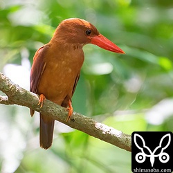 アカショウビン成鳥メス。幼鳥は3個体に出会いましたが、どれも警戒心が強くてまともな写真は撮れず…。^^;
