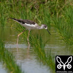 セイタカシギ幼羽から第1回冬羽へ換羽中。