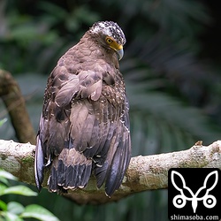カンムリワシのメス。雨上がりに羽を乾かしていました。