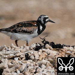 キョウジョシギ成鳥オス。夏羽後期。