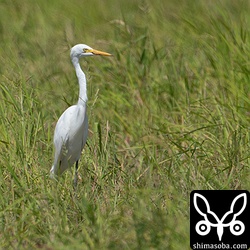 コサギの群れにチュウサギが1羽。