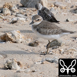 メダイチドリ幼鳥。