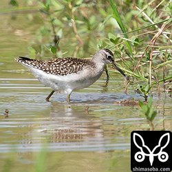 タカブシギ幼羽。