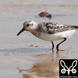 ミユビシギ夏羽から冬羽へ。石垣島では越冬してくれないので、あの美しい冬羽が見られないのが残念。