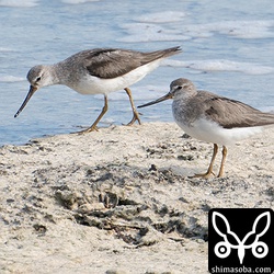 ソリハシシギ両方とも夏羽後期。