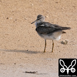キアシシギ、水浴び後の羽づくろい。夏羽から冬羽へ。