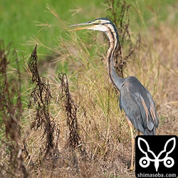 ムラサキサギ成鳥。巣立った幼鳥も複数観察できました。