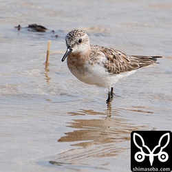 トウネン夏羽から冬羽へ。