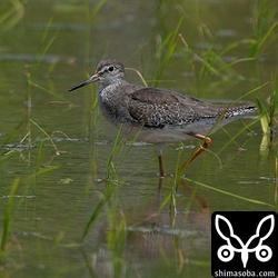 アカアシシギ幼羽から第1回冬羽へ。