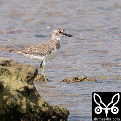 オオメダイチドリ冬羽。