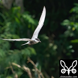 ボデーはほとんど夏羽に見えますが、腹に冬羽も少しのぞき始めています。風切羽は初列風切の最外部1枚を残して生え変わっています。