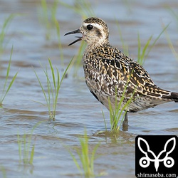 ムナグロ成鳥。夏羽から冬羽へ変わりつつあります。