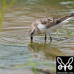 トウネン夏羽から冬羽へ換羽中。