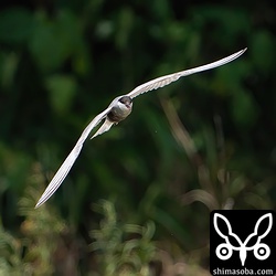 田んぼで小さな獲物を捕まえたクロハラアジサシ。