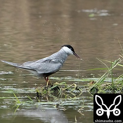 田んぼの上を飛び回って疲れたのか休憩。