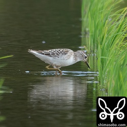 ヒバリシギ。赤味がないタイプの幼鳥。