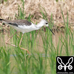 セイタカシギ。まだまだ幼羽をたくさんまとっています。