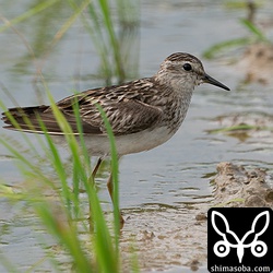 こちらはヒバリシギ成鳥。夏羽後期ですが、数枚の冬羽も見えています。