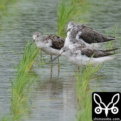 アオアシシギ4羽。全て成鳥で夏羽から冬羽に変わりつつあります。