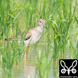 アカアシシギ幼鳥。