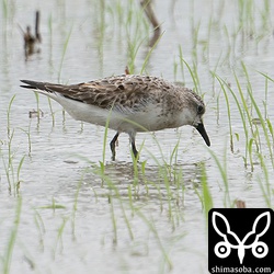 トウネン成鳥。冬羽が少しだけ見えています。