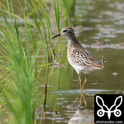こちらも幼鳥。最近、幼鳥が増えてきました。
