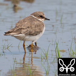 コチドリ。冬羽へ移行中。