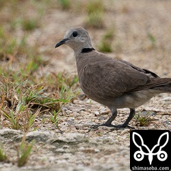 ベニバトのメス成鳥夏羽後期。