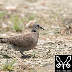 先日見つけた時は、放棄され、倒れた稲の中にいたので写真はほとんど撮れませんでしたが、今日はなぜか農道を歩いていました。