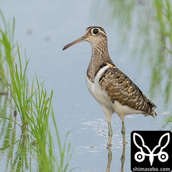 タマシギのオス。