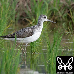 アオアシシギ成鳥。夏羽から冬羽へ変わりつつあります。