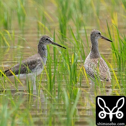 アカアシシギ。左の個体はほぼ第1回冬羽、右はほぼ幼羽。