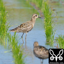 ムナグロ夏羽から冬羽へ。10羽ほどの群れの中でこの個体の換羽が一番進んでいました。