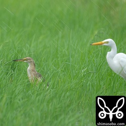 ジャワアカガシラサギ(左)とチュウサギ。二羽で並ぶとジャワアカガシラサギの小ささがよく分かります。雨が降り出してきました。