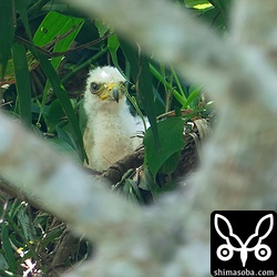 ふ化後、20日程度と思われるカンムリワシのヒナ。