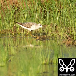 コアオアシシギ成鳥。夏羽から冬羽へ換羽中。