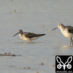 アオアシシギ数羽の群れの中でどきっとした個体。おそらくここだけ水深が深いと思われます。