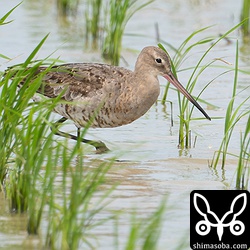 オグロシギ成鳥。夏羽から冬羽へ換羽中。