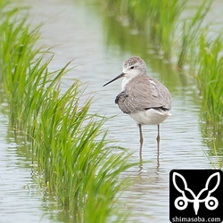 コアオアシシギ冬羽。今日は4羽ほどいました。