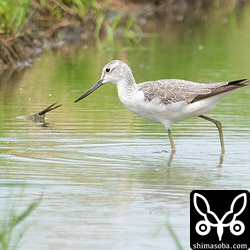 アオアシシギおおむね冬羽。