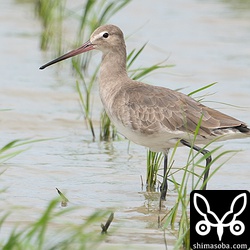 `昨日の個体 <https://shimasoba.com/blog/1662/>`_ 。こちらは冬羽に変わっています。