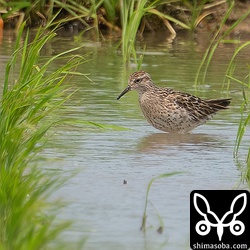 今季初のウズラシギ。夏羽後期。