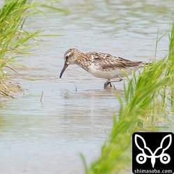 本土でも多くのキリアイ幼鳥が確認されているようなので、そちらにも期待です。