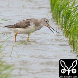 いつもは砂浜や干潟にいるソリハシシギが田んぼにいました。違和感あるなー。
