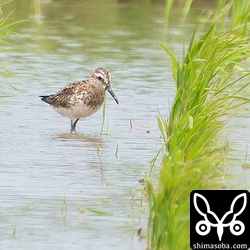 田んぼの一番奥にいたのでキリアイまでの距離は約70メートル。超トリミングしています。