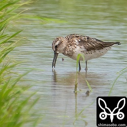 キリアイは、小さな虫や巻貝を食べているようでした。